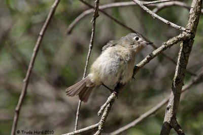 Sunning behavior of Ruby-crowned Kinglet