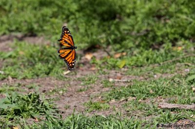 Hot day for flight of the Monarch