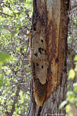 Honeycomb of Honey Bee