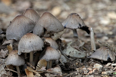 Mushroom evidence of wet winter