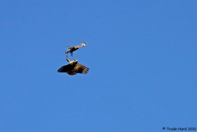 RTHA defends itself from RSHA's swoop