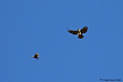 Larger hawk finally flew off