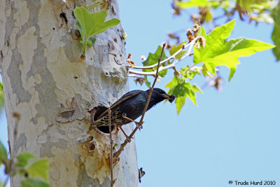 European Starling brings berry to young in nest cavity