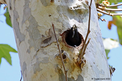 European Starling exits with feccal sac (droppings) from young