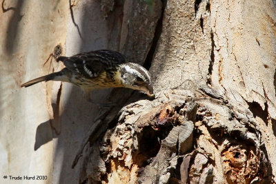 Black-headed Grosbeak finds a tasty insect