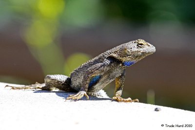 Western Fence Lizard waiting for HIS tasty insect