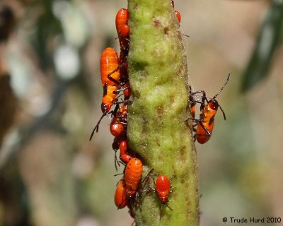 They molt several times before reaching adulthood