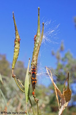 Host plants are grains, especially milkweed