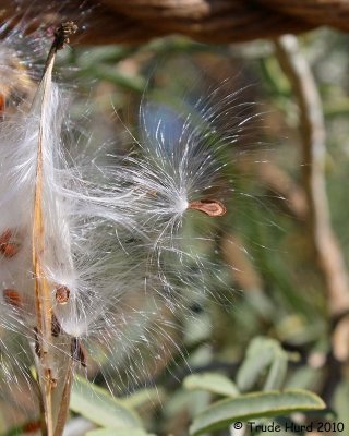 Milkweed seed ready to disperse