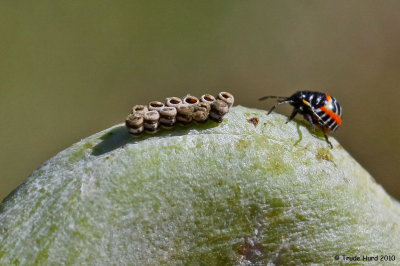 Another bug - Harlequin Bug with empty egg cases on Bladderpod