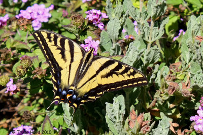 Western Tiger Swallowtail on lantana