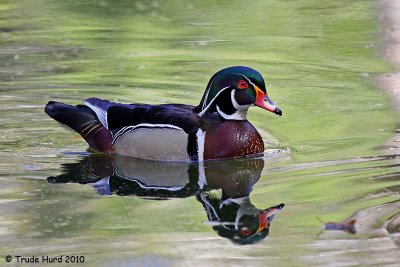 spring_at_irvine_park_2010