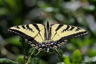 Western Tiger Swallowtail on oak