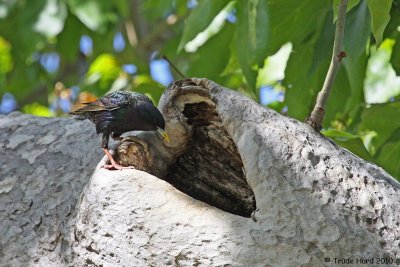 European Starling at nest cavity in sycamore