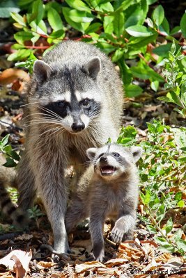 raccoon_family_on_the_move