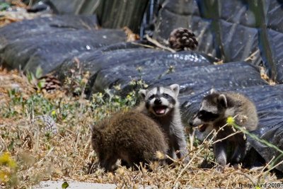 Raccoon kittens left behind laughing at #1's plight