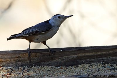 White-breasted Nuthatch
