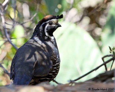 California Quail, male