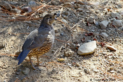 California Quail, female