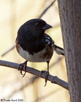 Spotted Towhee