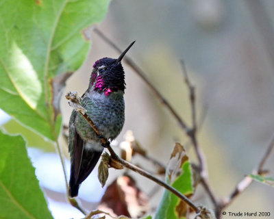 Anna's Hummingbird