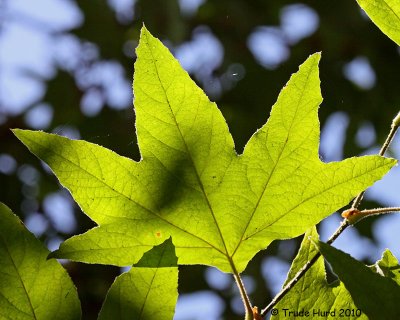 Sycamore Leaf