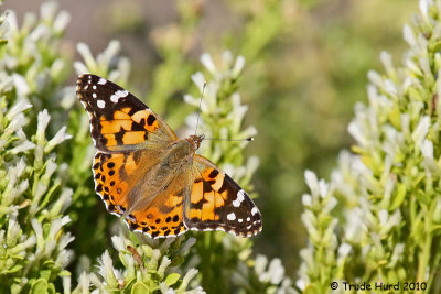 Painted Lady nectaring on coyote brush