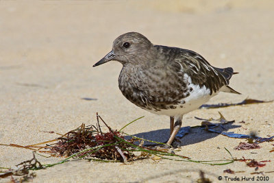 Black Turnstone