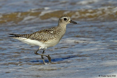 Black-bellied Plover