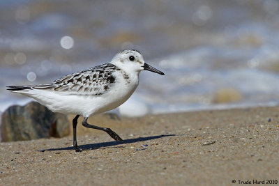 Sanderling molting out of its black feathers