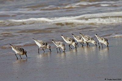 Sanderling flock probing in sand