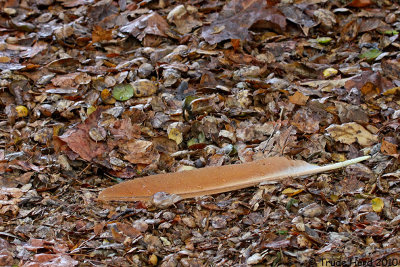 Peacock wing feather in oak leaf litter