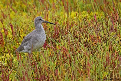 Willet in pickleweed welcomes you to fall