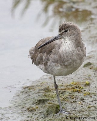 They stand on one leg (Willet)