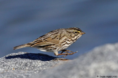 On Thanksgiving, we recommend you HOP (Belding's Savannah Sparrow)