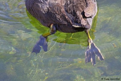 SWIM (American Coot)