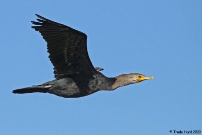 FLY (Double-crested Cormorant )