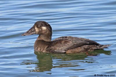 to get to Bolsa Chica to see birds like Surf Scoter