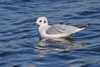 Bonaparte's Gull