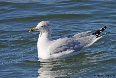 Ring-billed Gull
