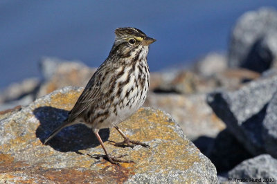 Belding's Savannah Sparrow (endangered)