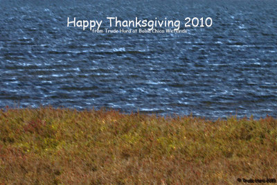 2010 had many treats and blessings for which we are grateful