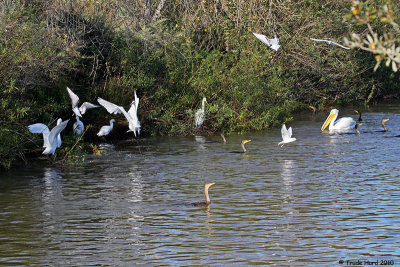 Along the shore, egrets and herons also searched for fish