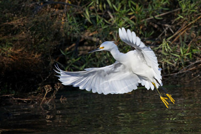 More and more egrets flew in (Snowy Egret)