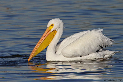 But White Pelican does it all the time!