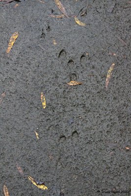 Cottontail rabbit tracks