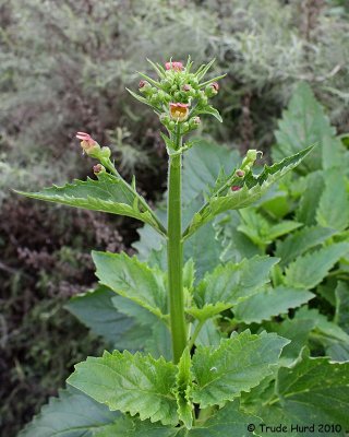 Bee plant with flowers no bigger than pencil eraser