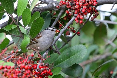 Food for White-crowned Sparrows