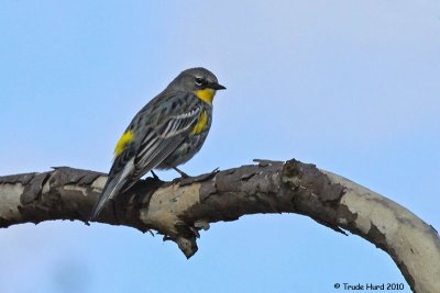Yellow-rumped Warbler in sycamore