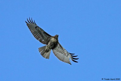 Red-tailed Hawk soars overhead